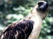 wildlife.jpg