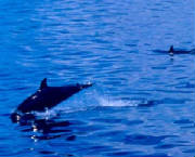 dolphin-watching-bais-duma.jpg