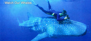 whales.jpg