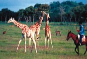 giraffe.jpg
